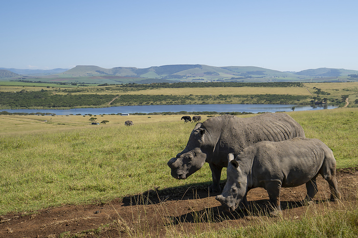 psi Adult rhinoceros  Rhinocerotidae  and calf, walk along a dirt track in a Safari Park  Eastern Cape, South Africa, Photo by Chris Caldicott   Design Pics