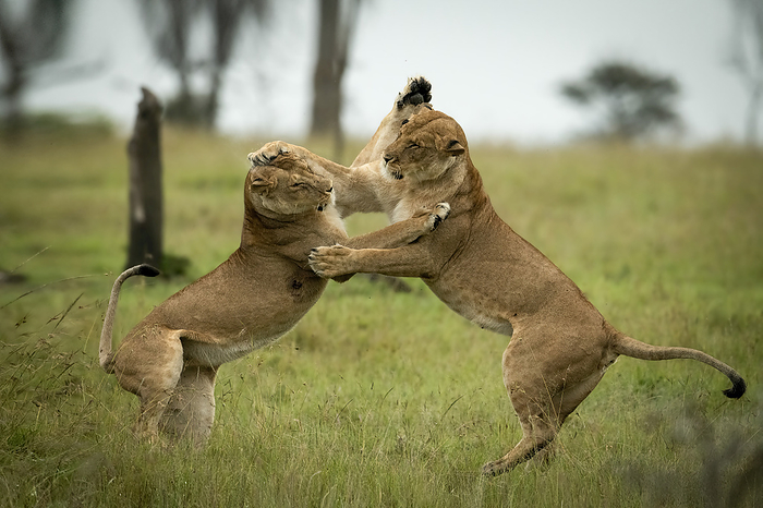 lion  Panthera leo  Two lionesses  Panthera leo leo  play fight with each other on their hind legs. They have light brown fur and are wrestling with their forelegs. Kicheche Bush Camp, Maasai Mara National Reserve  Narok, Masai Mara, Kenya, Photo by Nick Dale   Design Pics