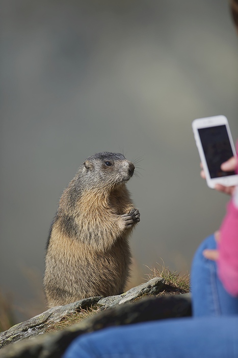 alpine marmot Tourist with smartphone taking a picture of an alpine marmot  Marmota marmota  standing close by, Grossglockner  Gro glockner   High Tauern National Park, Austria Park, Austria, Photo by David   Micha Sheldon   Design Pics