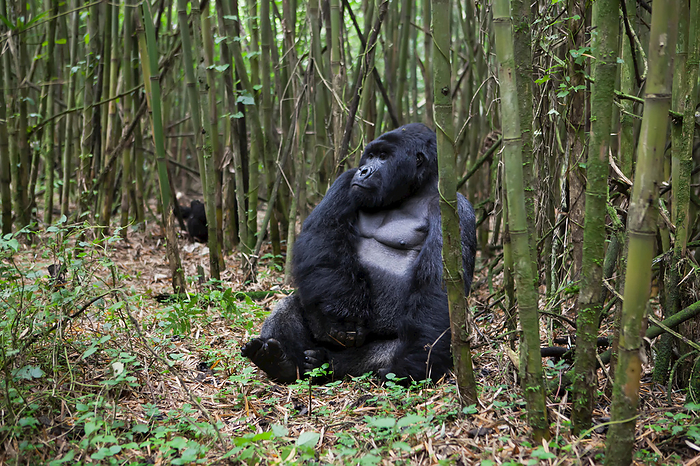 mountain gorilla A male silverback mountain gorilla, Gorilla gorilla beringei, resting in a bamboo forest.  Parc des Volcans, Rwanda, Photo by Eric Kruszewski   Design Pics