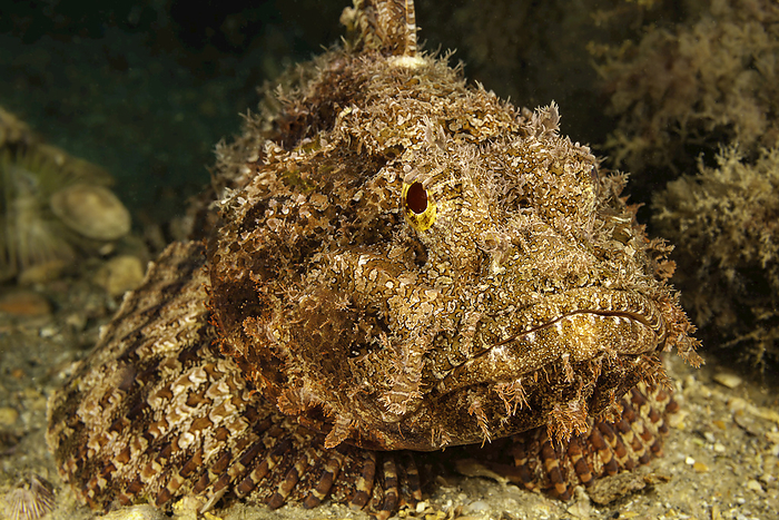 Florida, United States of America The spotted scorpionfish  Scorpaena plumieri  is one of the largest and most common of the scorpionfishes in the Atlantic and Caribbean. This individual was photographed off Singer Island in Florida, USA  Florida, United States of America, Photo by Dave Fleetham   Design Pics