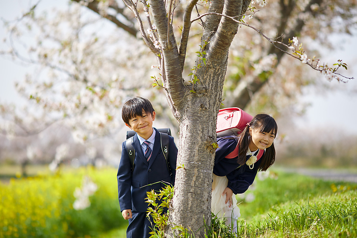 Japanese elementary school students peeking out of a cherry tree