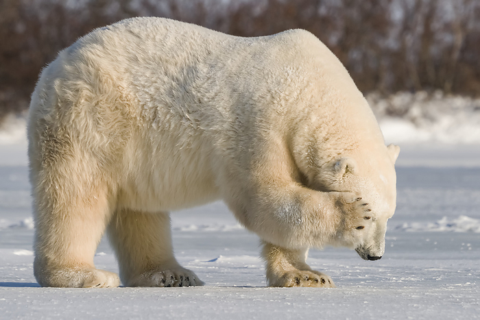 polar bear  Ursus maritimus  Polar bear  Ursus maritimus  standing in the snow with it s paw covering it s eye as it looks away from the camera  Churchill, Manitoba, Canada, Photo by Robert Postma   Design Pics