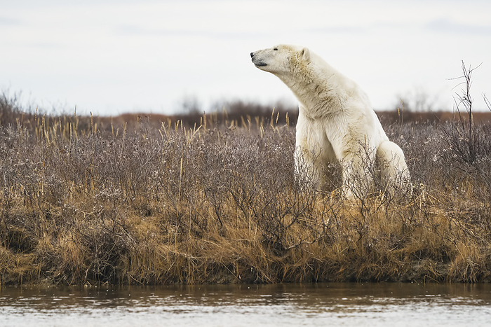 Portrait of Polar Bear (Ursus Maritimus) stretching its neck, sitting in a brush field next to the water; Churchill, Manitoba, Canada, Photo by Robert Postma / Design Pics