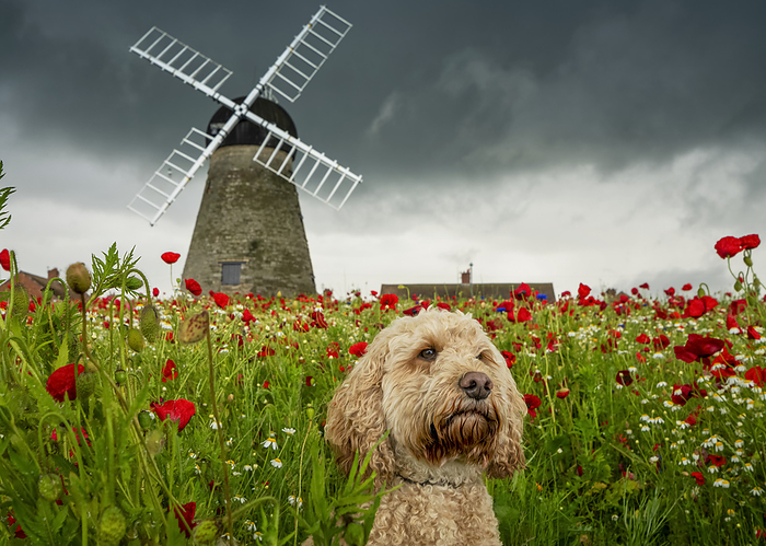 Dog sitting in field of red poppies with windmill in the background; Whitburn, Tyne and Wear, England, United Kingdom, Photo by John Short / Design Pics