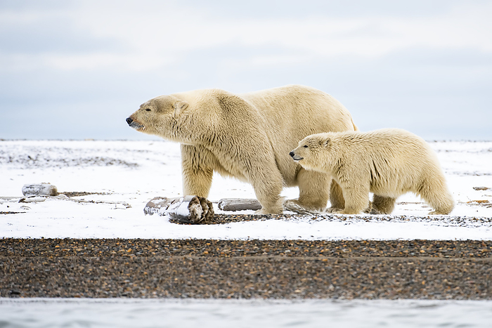 Polar Bear (Ursus maritimus) mother and cub walking on the snow-covered coastline in the Arctic National Wildlife Refuge near Kaktovik; Alaska, United States of America, Photo by Kenneth Whitten / Design Pics