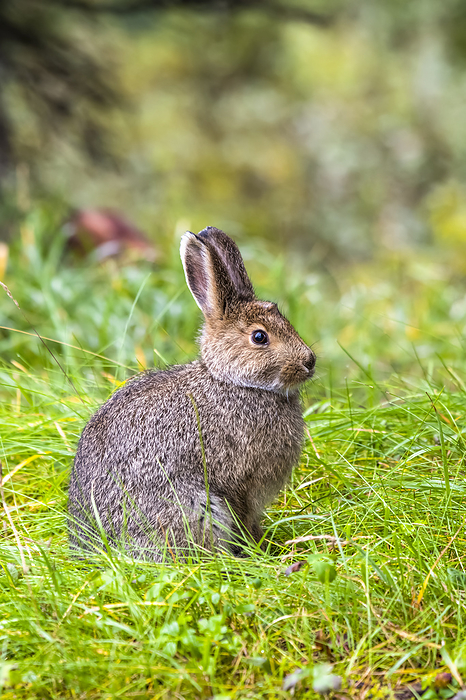 Snowshoe Hare (Lepus americanus) in brown summer coat sitting in green grass in Denali National Park; Alaska, United States of America, Photo by Kenneth Whitten / Design Pics
