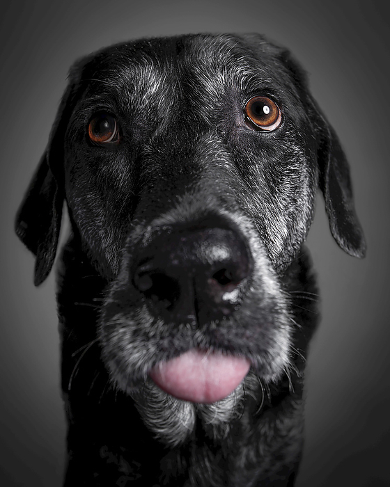 Portrait of a black labrador retriever sticking out it's tongue on a black background, Photo by Donna Victor / Design Pics