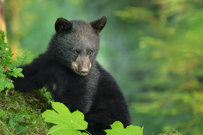 Portrait of a black bear cub (Ursus americanus) leaning on a grassy mound along the shoreline looking at the camera, waiting for its mother while she fishes for salmon in the Tongass National Forest; Juneau, Alaska, United States of America, Photo by John Hyde / Design Pics