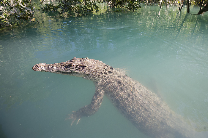 A Saltwater crocodile (Crocodylus porosus) swims in the Hunter River, part of the Kimberley region of Western Australia; Western Australia, Australia, Photo by Jeff Mauritzen / Design Pics