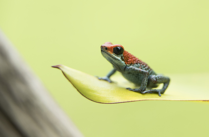 A Granular poison frog (Oophaga granulifera) rests on a plant in Corcovado National Park; Puntarenas, Costa Rica, Photo by Jeff Mauritzen / Design Pics