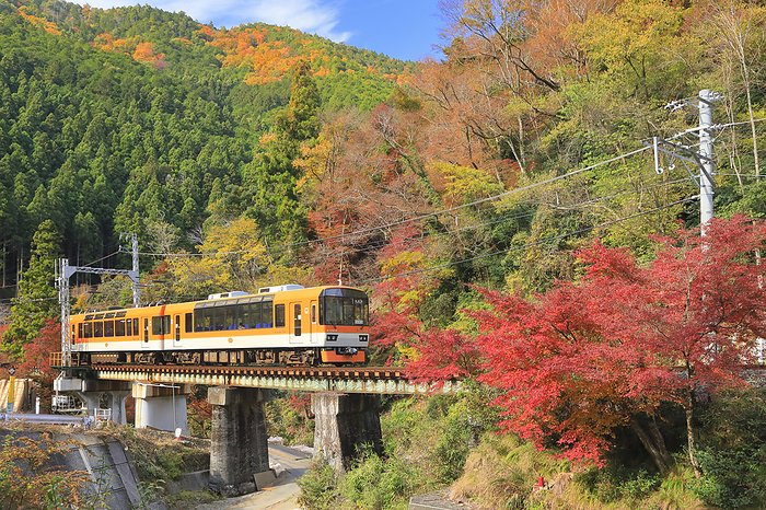 Autumn leaves along the Kurama River and the Eizan Train Kyoto Prefecture Photo of the observation train  Kirara  between Kibunaguchi Station and Kurama Station.
