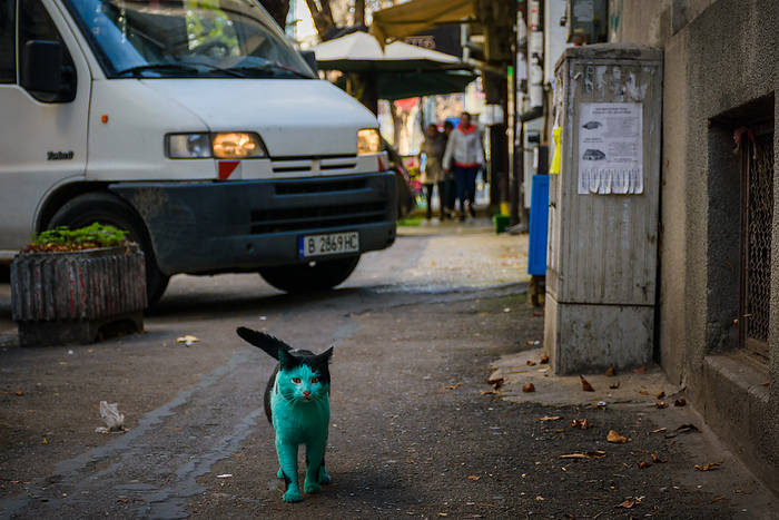 BULGARIA Green Cat,Varna A green can has been spotted at the streets of Black sea town of Varna, Bulgaria. The can became emerald green because sleeps near a green paint in a building under construction. Four years ago another cat in the city became World news with the same color at the same place. Local veterinary Zdravko Zdravkov did check the health of the cat when is possible and it is normal he said. Photo by:  Impact Press Group 