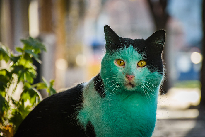 BULGARIA Green Cat,Varna A green can has been spotted at the streets of Black sea town of Varna, Bulgaria. The can became emerald green because sleeps near a green paint in a building under construction. Four years ago another cat in the city became World news with the same color at the same place. Local veterinary Zdravko Zdravkov did check the health of the cat when is possible and it is normal he said. Photo by:  Impact Press Group 