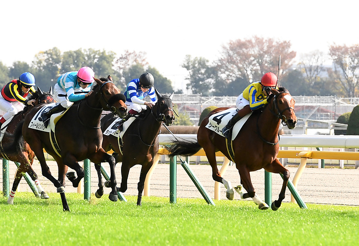2021 2yrs old New Horse Race Make Debut Tokyo November 20, 2021 Horse Racing Race 5R Make Debut Tokyo  2 year old shin horse  1 Place 4 Sea Cruise  rider: Prince Miura  Tokyo Racecourse