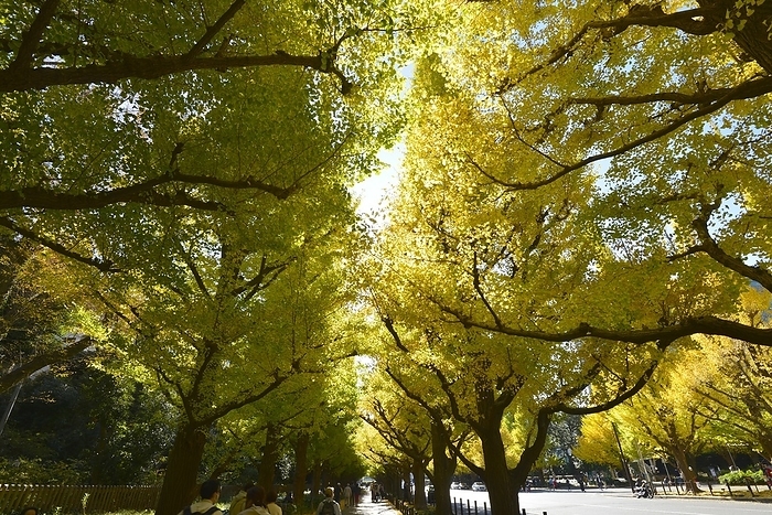 Gingko trees in Meiji Jingu Gaien