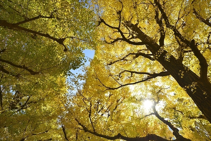 Gingko trees in Meiji Jingu Gaien