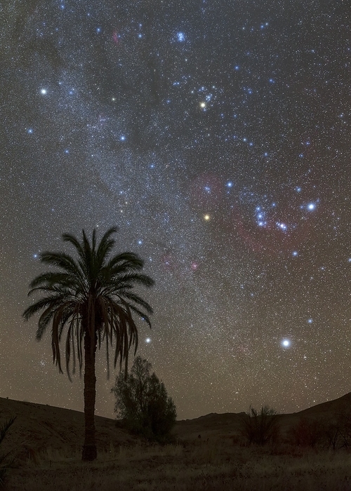Night sky over a palm tree, Iran Bright stars of winter constellations rise in the very dark sky of Central Desert of Iran., Photo by AMIRREZA KAMKAR   SCIENCE PHOTO LIBRARY