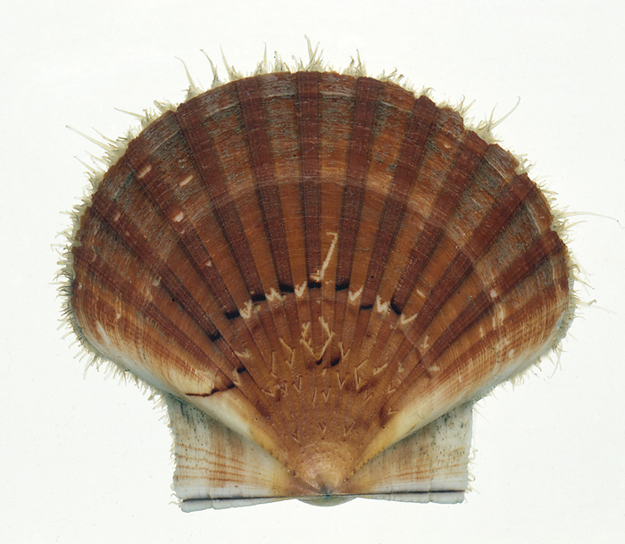 Scallop Scallop., Photo by DK IMAGES SCIENCE PHOTO LIBRARY
