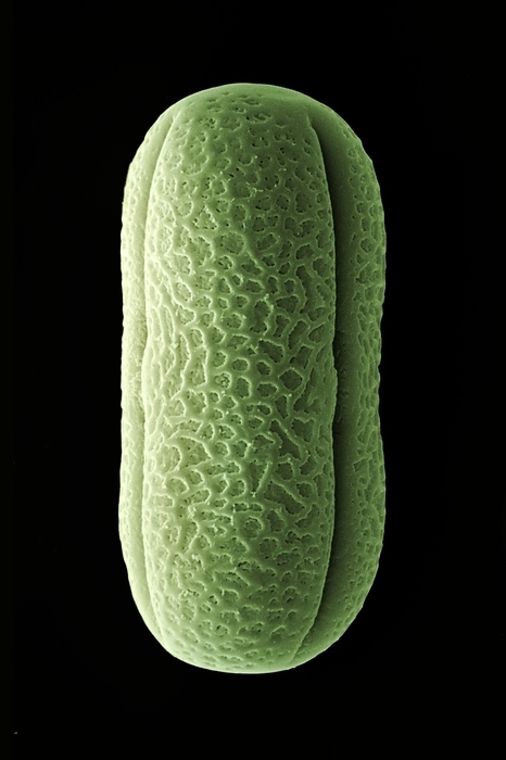 Sporopollenin and the delivery of drugs Scanning electron micrograph of a pollen grain of the garden pea, Pisum sativum. Pollen is produced by flowers of higher plants to convey the male gametes to the female stigma, borne by insects or the wind. The outer layer of the pollen  the exine  contains sporopollenin, a complex polymer   also present in spores of lower plants   so chemically inert that it can persist unchanged for millions of years in sediments  long after its living contents have disappeared. The exine of a pollen grain is, in effect, a very small  30 microns long, here  indestructible porous capsule.Purified, such microcapsules can be filled with pharmaceuticals to make a  slow release  version of a drug such as a painkiller, or hold a vaccine for oral delivery. Pea pollen happens to resemble a gelatin capsule in shape  in practice, moss spores are the most common source of sporopollenin capsules for medical use, Photo by DR JEREMY BURGESS SCIENCE PHOTO LIBRARY
