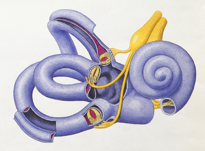 Internal anatomy of human inner ear, illustration Internal anatomy of human inner ear, illustration., Photo by DK IMAGES SCIENCE PHOTO LIBRARY