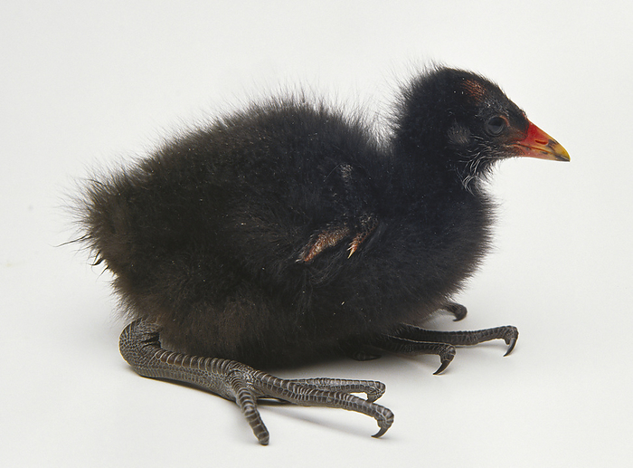 Moorhen chick Moorhen chick., Photo by DK IMAGES SCIENCE PHOTO LIBRARY