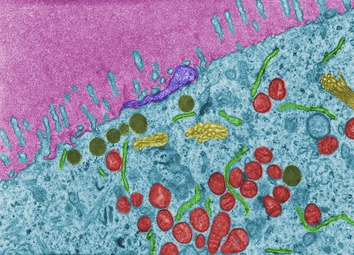 Oocyte and zona pellucida, TEM Coloured transmission electron micrograph  TEM  showing the peripheral cytoplasm  light blue  of an oocyte, surrounded by the zona pellucida  pink . In the oocyte cytoplasm, mitochondria are red, endoplasmic reticulum is light green, Golgi apparatus is yellow, and cortical granules dark green. In the zona pellucida are many microvilli of the oocyte  light blue  and one of the follicular cells  purple  contacting with the oocyte surface., Photo by JOSE CALVO   SCIENCE PHOTO LIBRARY