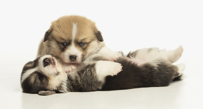 Puppies lying down together Puppies lying down together., Photo by DK IMAGES SCIENCE PHOTO LIBRARY