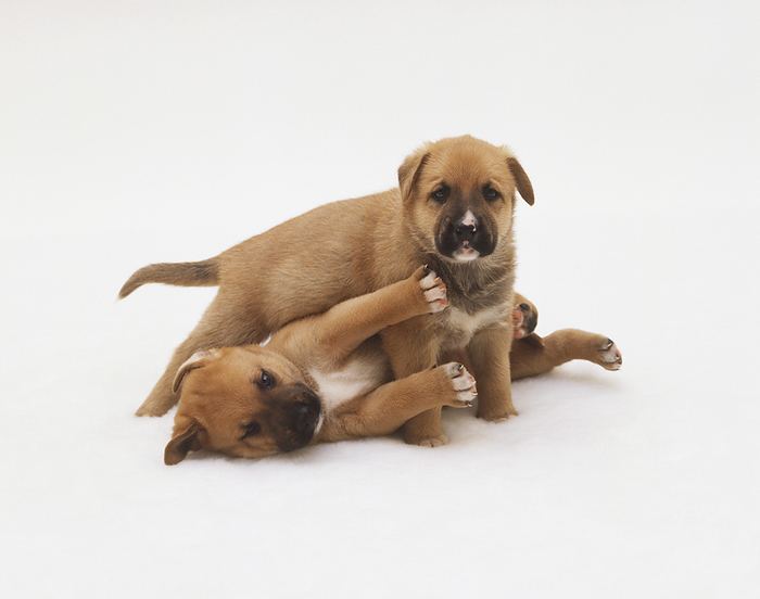 Two puppies play fighting Two puppies play fighting., Photo by DK IMAGES SCIENCE PHOTO LIBRARY