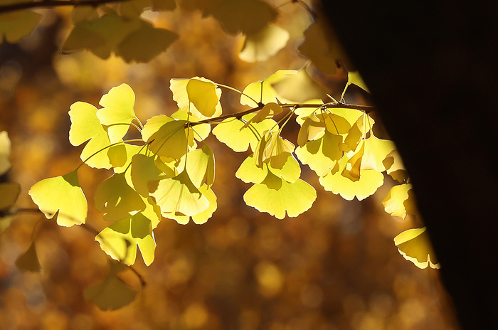 About 150 gingko trees in Jingu Gaien, Tokyo November 28, 2021, Tokyo, Japan   Yellow colored ginkgo leaves glitter in the afternoon sun at Tokyo s Jingu gaien park on Sunday, November 28, 2021. Some 150 ginkgo trees display their autumn leaves along the tree lined promnade.       Photo by Yoshio Tsunoda AFLO  