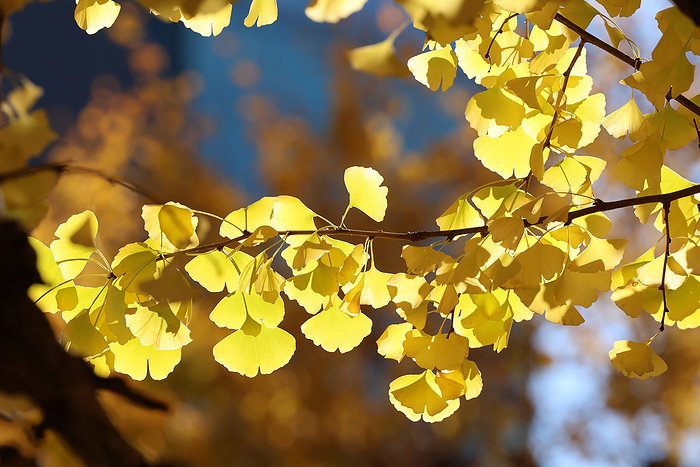 About 150 gingko trees in Jingu Gaien, Tokyo November 28, 2021, Tokyo, Japan   Yellow colored ginkgo leaves glitter in the afternoon sun at Tokyo s Jingu gaien park on Sunday, November 28, 2021. Some 150 ginkgo trees display their autumn leaves along the tree lined promnade.       Photo by Yoshio Tsunoda AFLO  