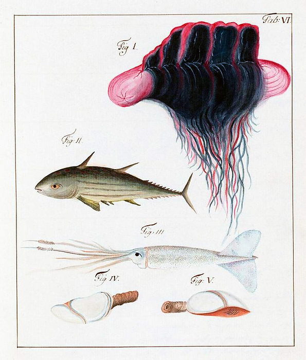 China: Images from the Swedish East India Company of 1746   Creatures of the deep. Image from the diary of Carl Johan Gethe, a cartographer on board the Gotha Leyon, which left Sweden on a three year trading expedition in 1746. diary or Dagbok is titled: Dagbok hallen pa resan till Ost Indien begynt den 18 octobr: 1746 och slutad den 20 juni 1749 or  Diary of a journey to East India begun on 18 October 1746 and ending June 20, 1749 .  br  br    The Swedish East India Company  Swedish: Svenska Ostindiska Companiet or SOIC  was founded in Gothenburg, Sweden, in 1731 for the purpose of conducting It closed in 1813.
