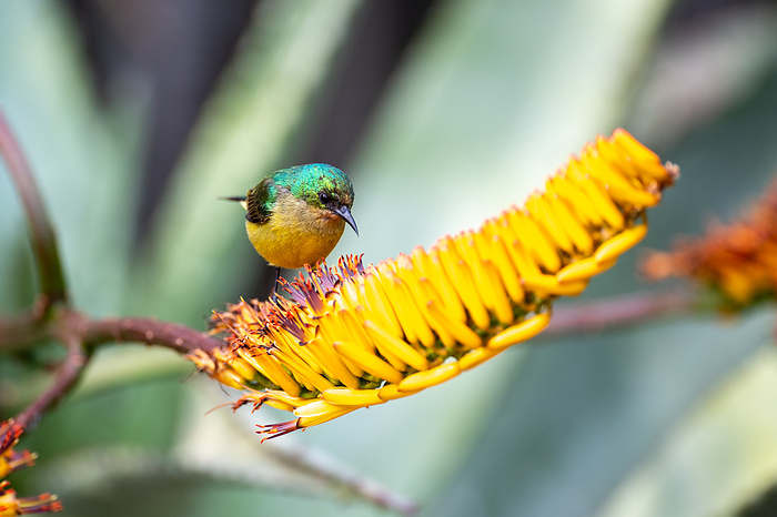 Londolozi Wildlife Reserve,South Africa,A collared sunbird, Hedydipna collaris, sits on an aloe flower A collared sunbird, Hedydipna collaris, sits on an aloe flower