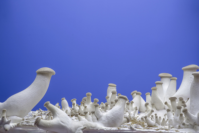 King oyster mushrooms King oyster mushrooms  Pleurotus eryngii ., Photo by WLADIMIR BULGAR SCIENCE PHOTO LIBRARY