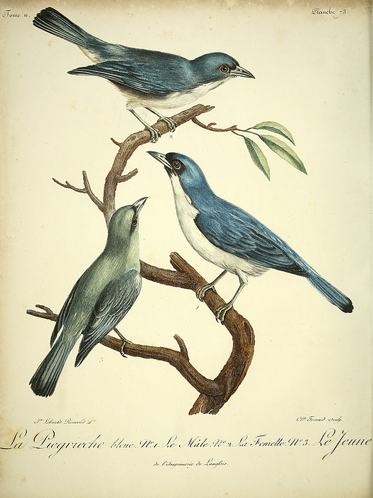 Blue vanga, 18th century illustration 18th century illustration of a male, female and juvenile blue vangas  Cyanolanius madagascarinus , a bird species in the family Vangidae. It is in the monotypic genus Cyanolanius. It is found in Comoros, Madagascar, and Mayotte, where its natural habitats are subtropical or tropical dry forest and subtropical or tropical moist lowland forest. From Histoire Naturelle des Oiseaux d Afrique  Natural History of Birds of Africa , Volume 2, by Franeois Le Vaillant  1753 1824 , published in Paris, France in 1799., Photo by PHOTOSTOCK ISRAEL SCIENCE PHOTO LIBRARY