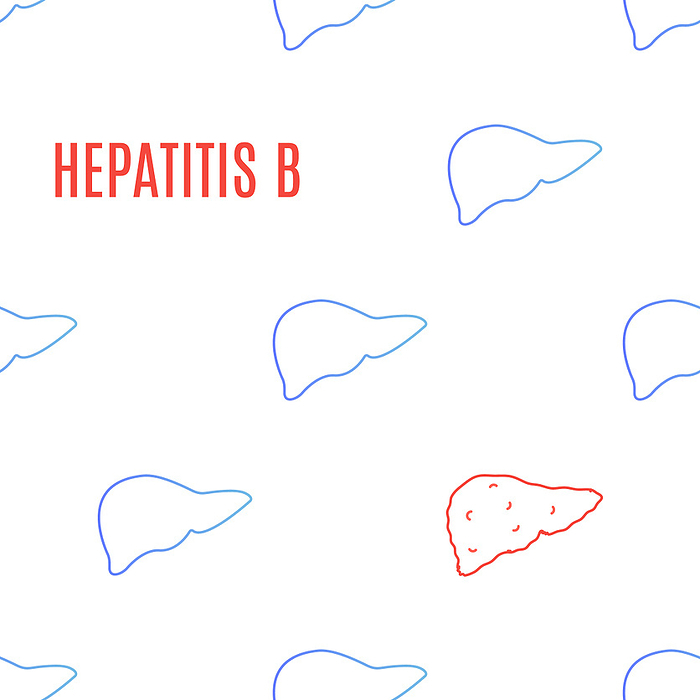 Hepatitis B, conceptual illustration Hepatitis B, conceptual illustration., Photo by ART4STOCK SCIENCE PHOTO LIBRARY