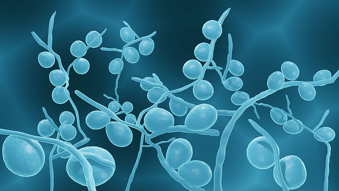 Candida fungi, illustration Candida fungi, illustration. Candida yeast are the most common cause of fungal infections worldwide., Photo by ARTUR PLAWGO   SCIENCE PHOTO LIBRARY