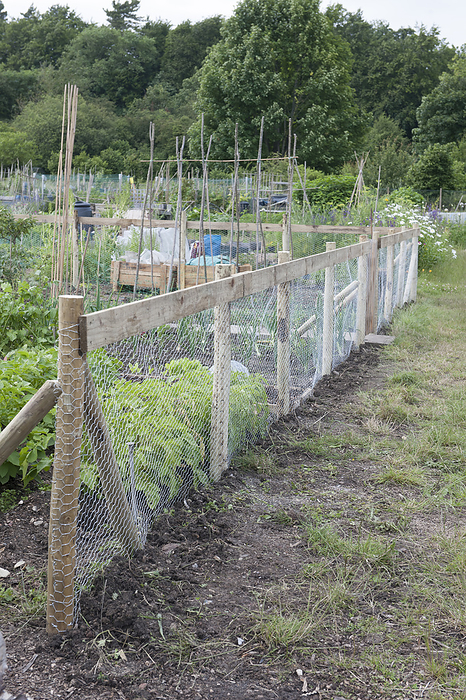 Allotment wire rabbit proof fence Allotment wire rabbit proof fence., Photo by DK IMAGES SCIENCE PHOTO LIBRARY
