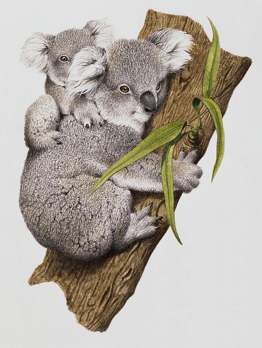 Adult and baby grey koala Adult and baby grey koala  Phascolarctos cinereus  on a branch., Photo by DK IMAGES SCIENCE PHOTO LIBRARY