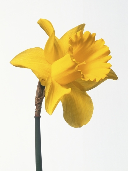 Narcissus  Carlton  Narcissus  Carlton ., Photo by DK IMAGES SCIENCE PHOTO LIBRARY