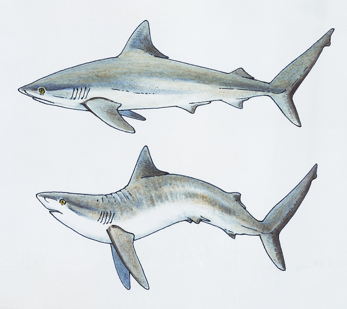 Shark displaying threatening behaviour, illustration Four drawings of a shark displaying threatening behaviour., Photo by DK IMAGES SCIENCE PHOTO LIBRARY