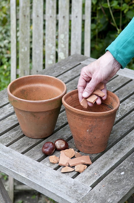 Preparing to plant horse chestnut seed Preparing to plant horse chestnut  Aesculus hippocastanum  seed in plant pots., Photo by DK IMAGES SCIENCE PHOTO LIBRARY