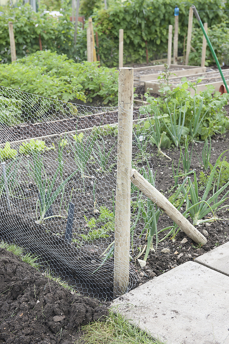Wire mesh rabbit proof fence surrounding vegetable plot Wire mesh rabbit proof fence surrounding vegetable plot on allotment., Photo by DK IMAGES SCIENCE PHOTO LIBRARY