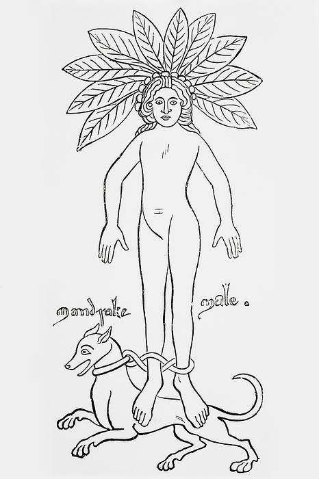 Human figure with mandrake plant and dog, illustration Human figure with mandrake plant above his head and dog lying at his feet, illustration., Photo by DK IMAGES SCIENCE PHOTO LIBRARY