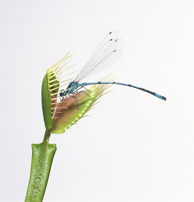 Model of a damselfly engulfed by venus flytrap Model of a damselfly engulfed by venus flytrap., Photo by DK IMAGES SCIENCE PHOTO LIBRARY