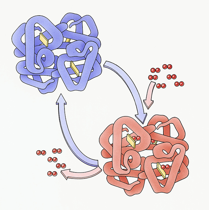 Haemoglobin and oxyhaemoglobin, illustration Illustration of haemoglobin combining with oxygen to form oxyhaemoglobin and vice versa, Photo by DK IMAGES SCIENCE PHOTO LIBRARY