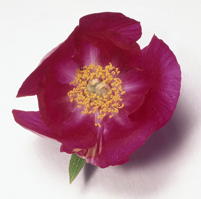 Common peony flower  Paeonia officinalis  Common peony flower  Paeonia officinalis ., Photo by DK IMAGES SCIENCE PHOTO LIBRARY