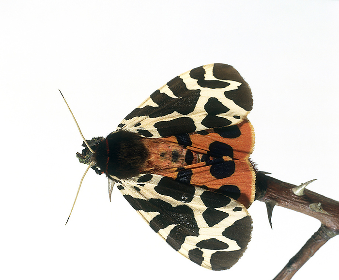 Garden tiger moth Garden tiger moth  Arctia caja , perching on thorny rose stem, view from above., Photo by DK IMAGES SCIENCE PHOTO LIBRARY