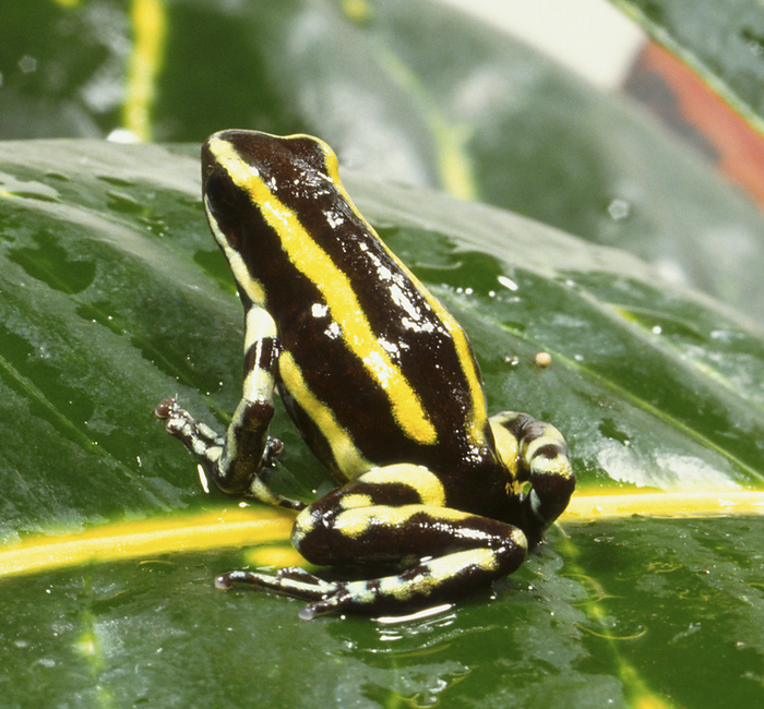 Poison dart frog Poison dart frog., Photo by DK IMAGES SCIENCE PHOTO LIBRARY