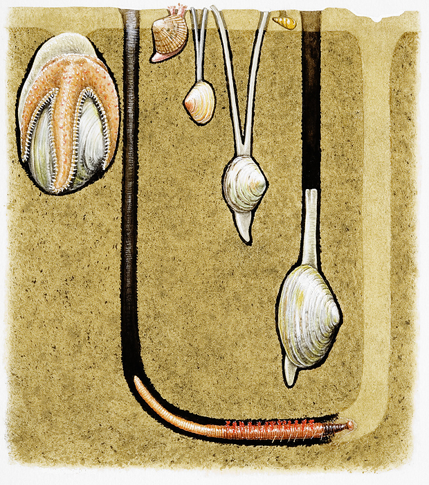 Animals living in burrows on sandy shores, illustration Underground cross section illustration of molluscs, crustaceans and worms living in burrows on sandy shores, including common starfish  Asterias rubens , cockle  Cardiidae , Baltic tellin  Macoma balthica  and peppery furrow shell  Scrobicularia plana ., Photo by DK IMAGES SCIENCE PHOTO LIBRARY